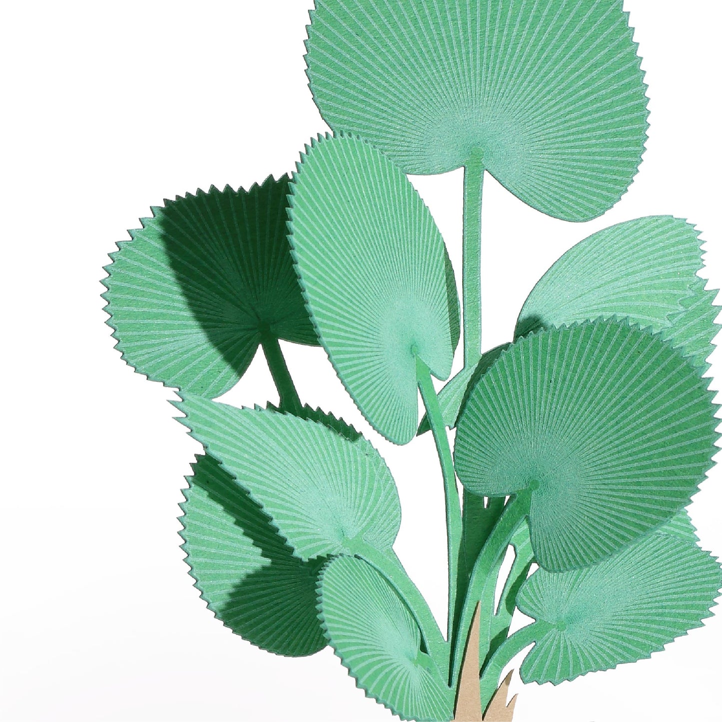 Licuala Grandis - FingerART Desktop Forest Sticker (605019)
